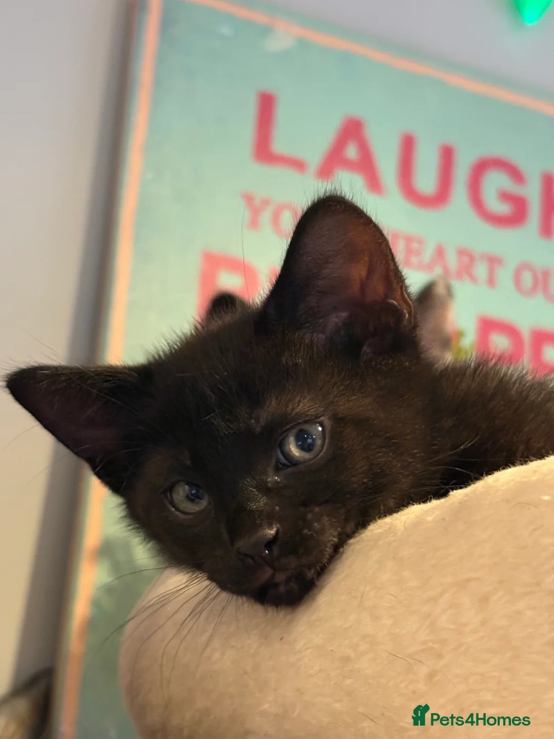 Mixed Breed cats for sale: Gorgeous litter of kittens - Advert 9