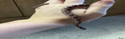 Corn Snake reptiles for sale: Baby Corn Snakes 🐍  - Advert 13