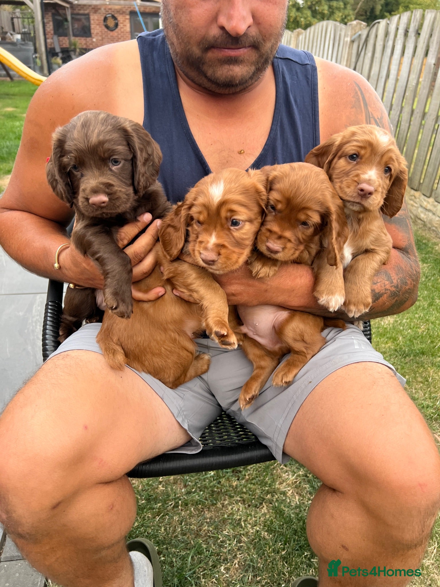 Cocker Spaniel dogs working cocker spaniels  - Advert 1