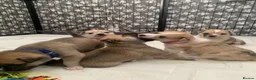 Mixed Breed dogs for sale: Elite Raised Staffy x Husky Pups in Aviemore - Advert 11