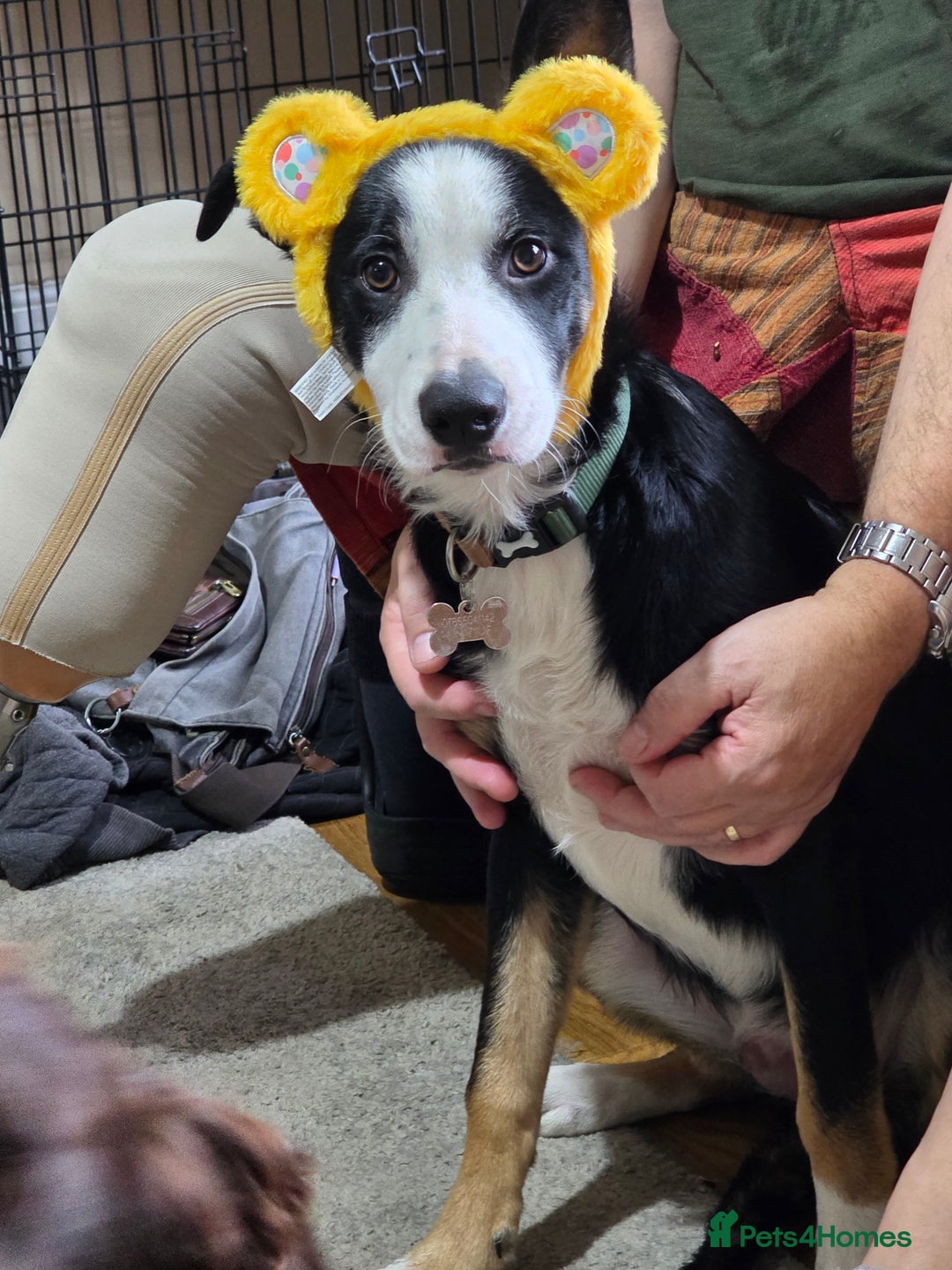 Border Collie dogs for sale: Border Collie Tri Colour - Advert 11