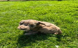 Sproodle dogs for sale: Stunning F1 sproodle  - Image 34