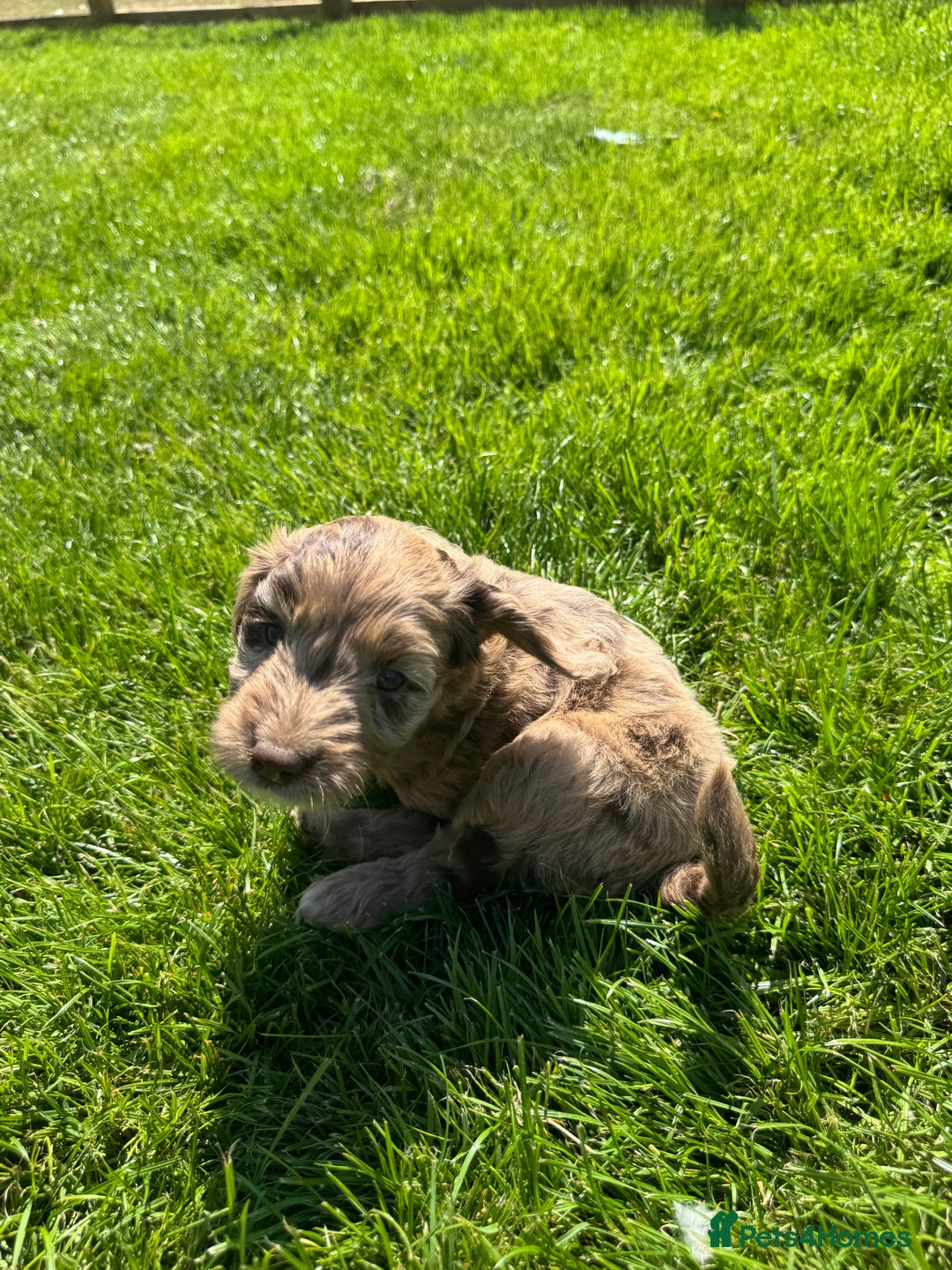 Sproodle dogs for sale: Stunning F1 sproodle  - Image 34