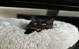 British Longhair cats for sale: 4 month old kitten for rehoming  - Image 1