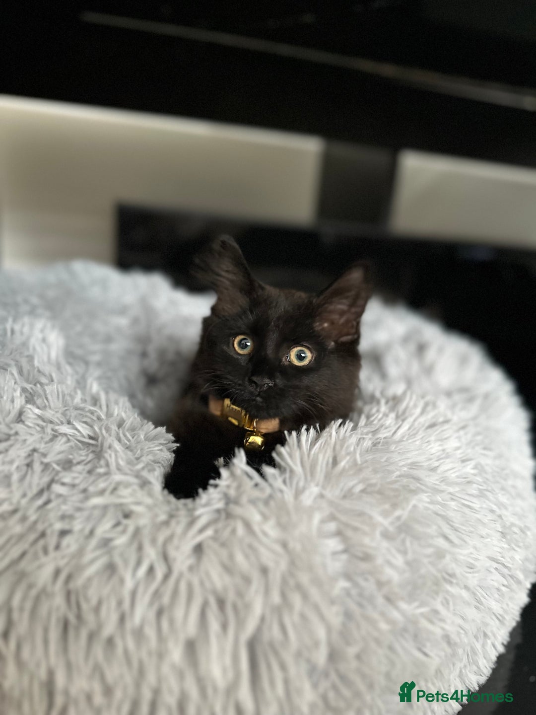 British Longhair cats for sale: 4 month old kitten for rehoming  - Image 1
