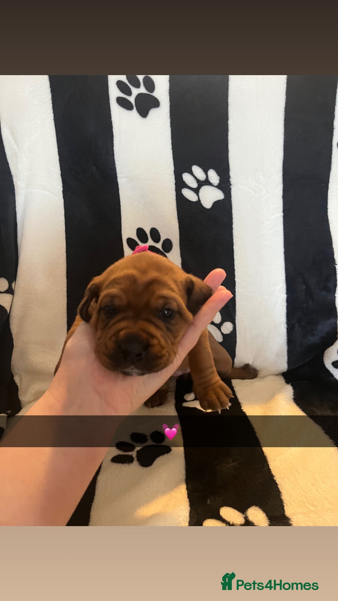 Mixed Breed dogs for sale: Boxsla (Boxer/Vizsla)  - Image 6
