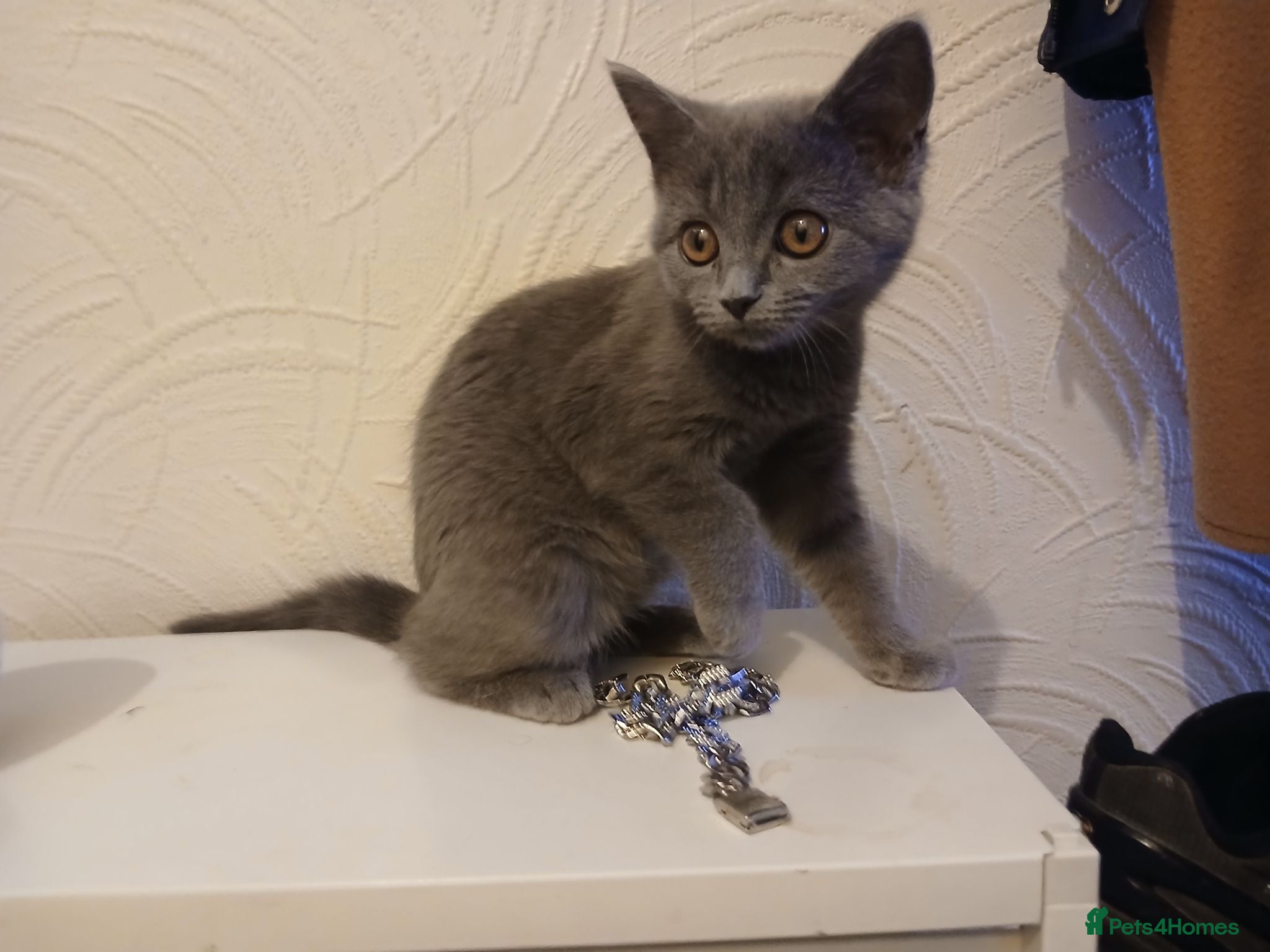 Russian Blue cats Beautiful kittens  - Advert 14