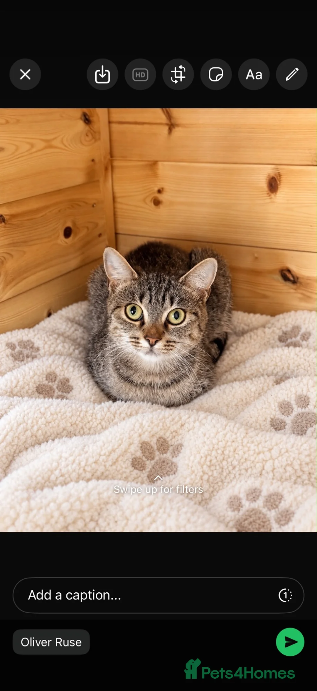 Mixed Breed cats for sale: 🌸 Little lady looking for a home 🌸 - Advert 1