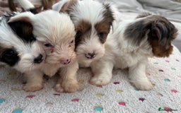 Biewer Terrier dogs for sale: 4 Biewer Terrier Puppies for Sale in Cheshire  - Image 3