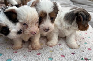 Biewer Terrier dogs - Advert 1