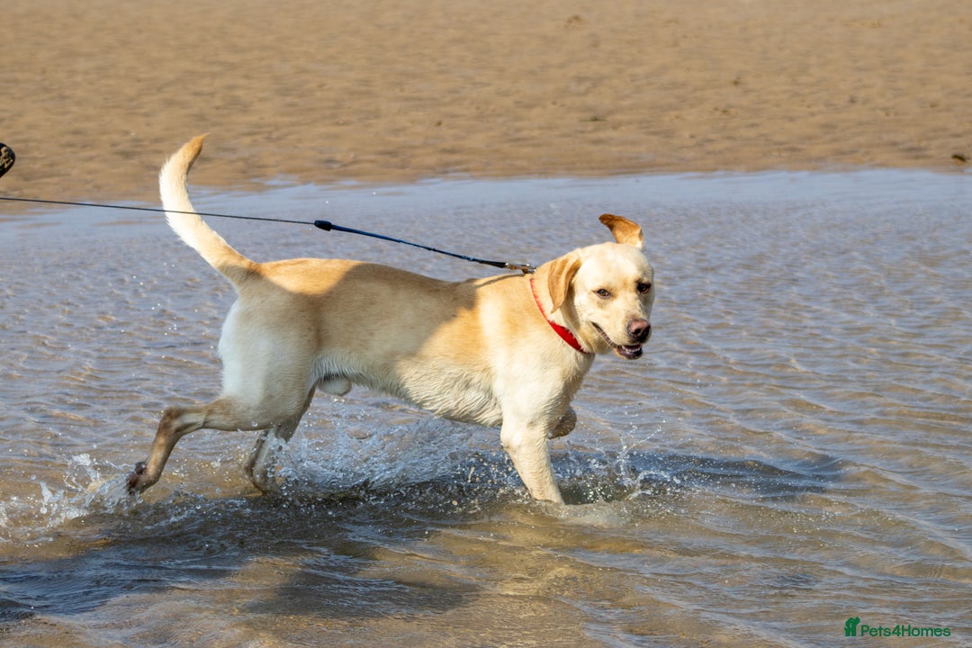 Mixed Breed dogs for sale: 🌟German Shepherd x Labrador Retriever Puppies 🌟 - Advert 19