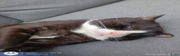 Domestic Shorthair cats for adoption: Gorgeous boy looking for loving forever home - Advert 2