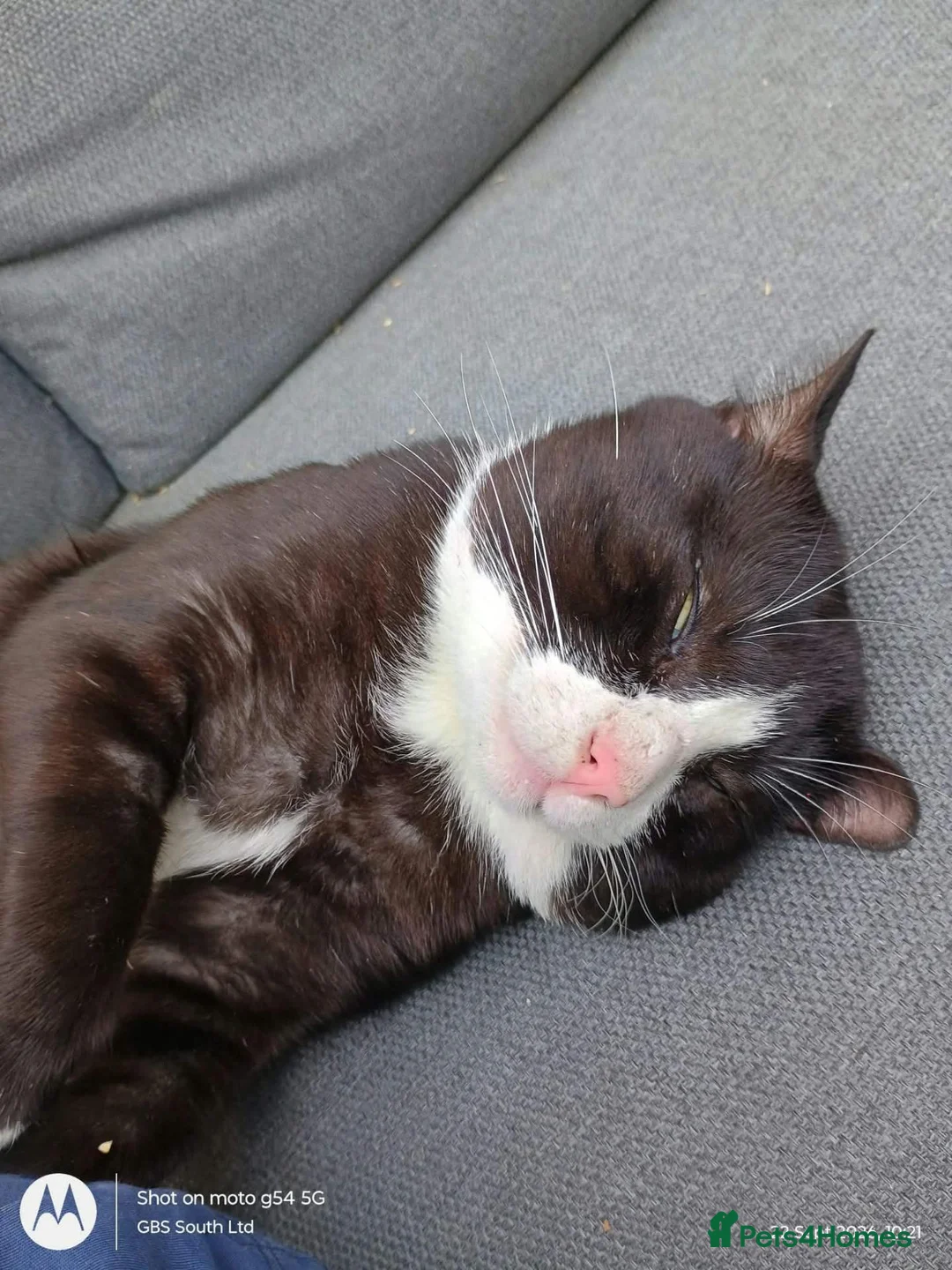 Domestic Shorthair cats for adoption: Gorgeous boy looking for loving forever home - Advert 2