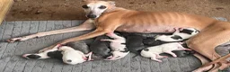 Whippet dogs for sale: STUNNING BLUE KC WHIPPETS in Houghton le Spring - Advert 3