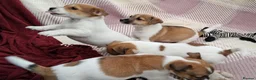 Jack Russell dogs for sale: Pure Jack Russell pups for sale - Advert 17