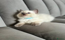 Ragdoll cats for sale: 😻 5 Beautiful Purebred Ragdoll Kittens 😻 - Image 2