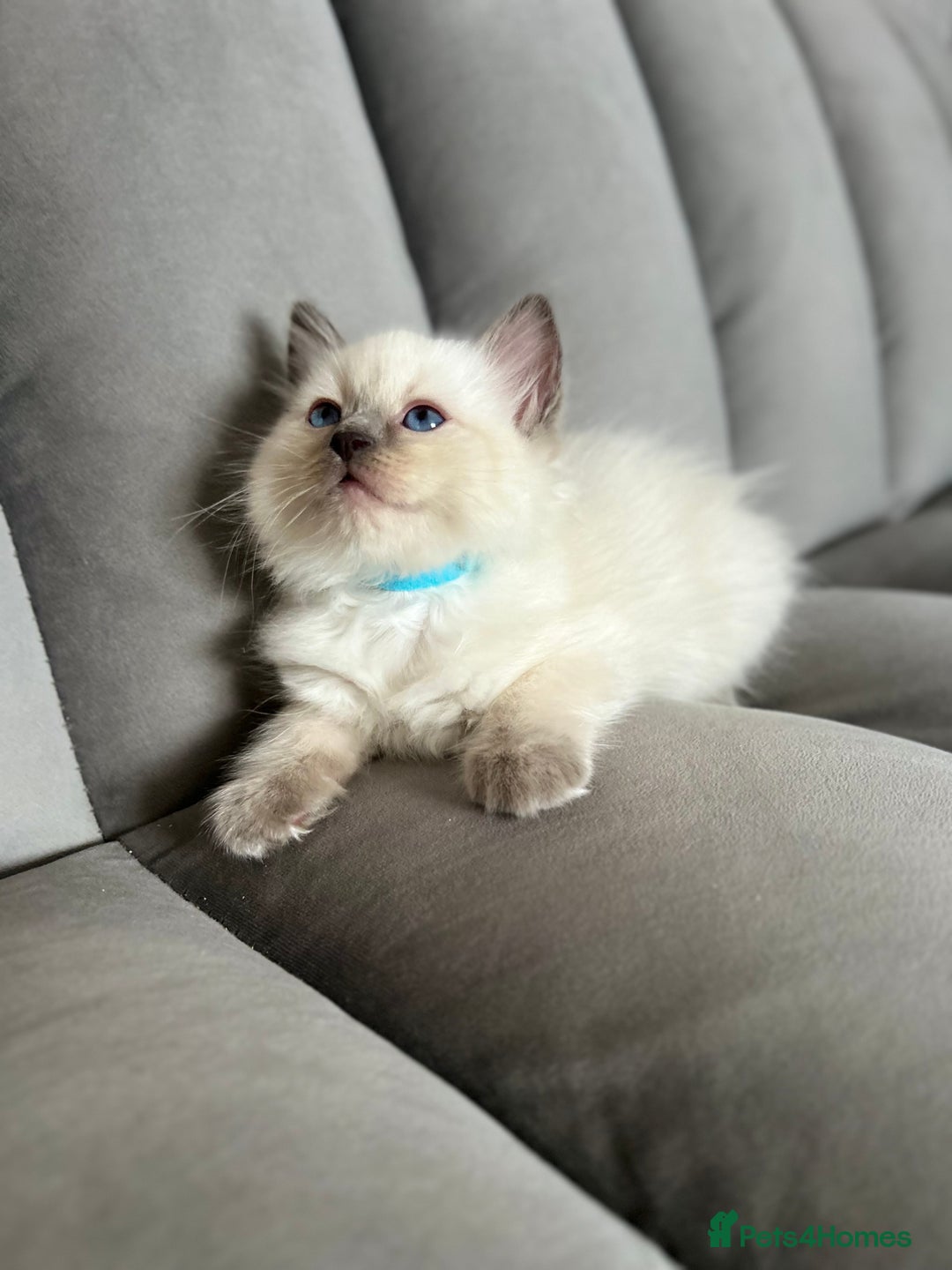 Ragdoll cats for sale: 😻 5 Beautiful Purebred Ragdoll Kittens 😻 - Image 2