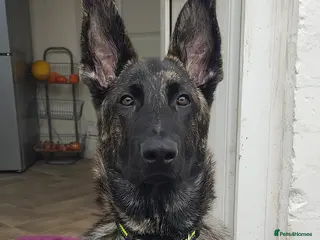 Mixed Breed dogs German Shepherd mixed breed dog - Advert 3