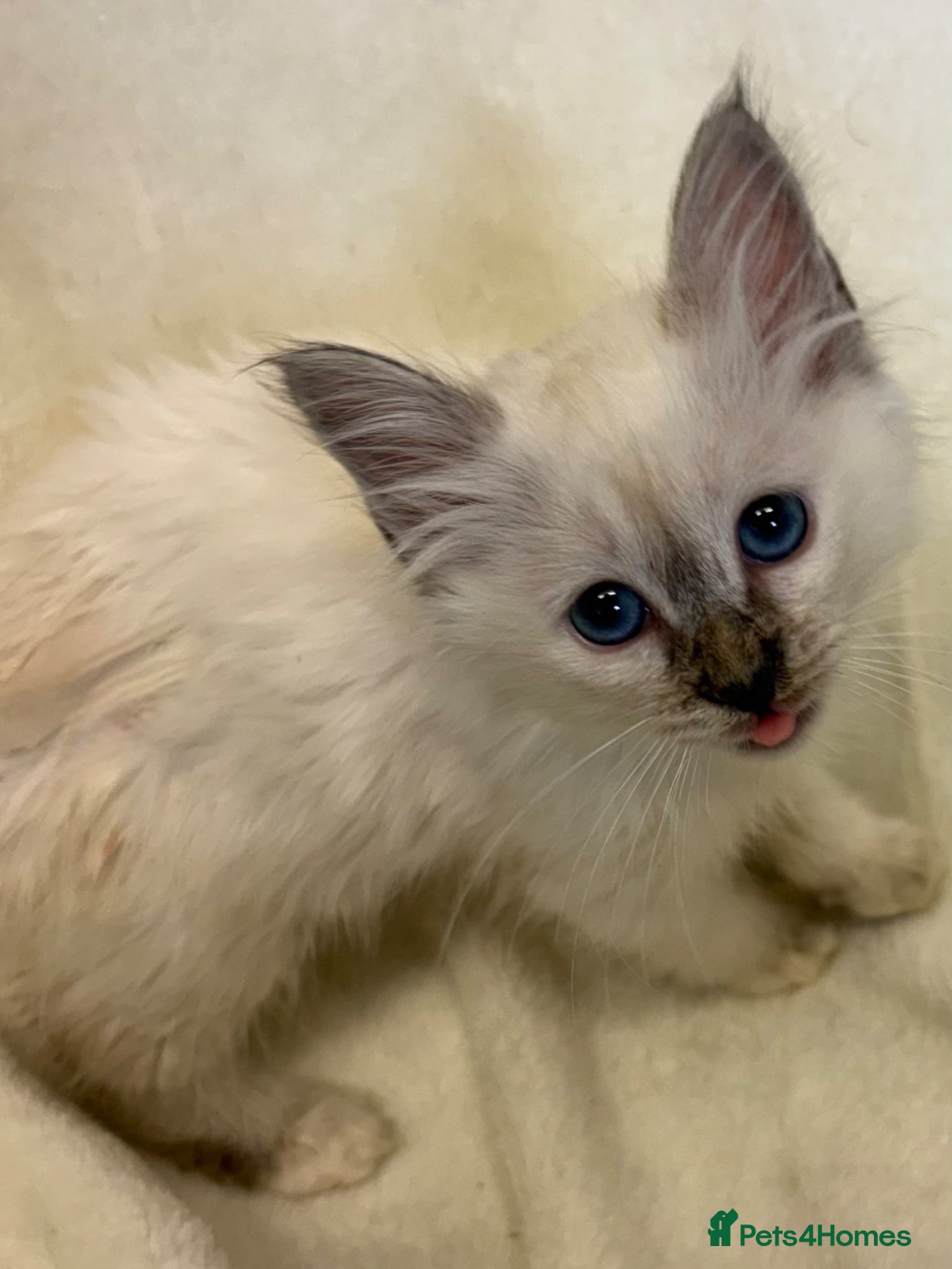 Birman cats Adorable GCCF registered Birman kittens  - Advert 4