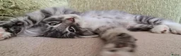 Norwegian Forest Cat cats for sale: Beautiful Norwegian Forest Kittens  - Advert 6
