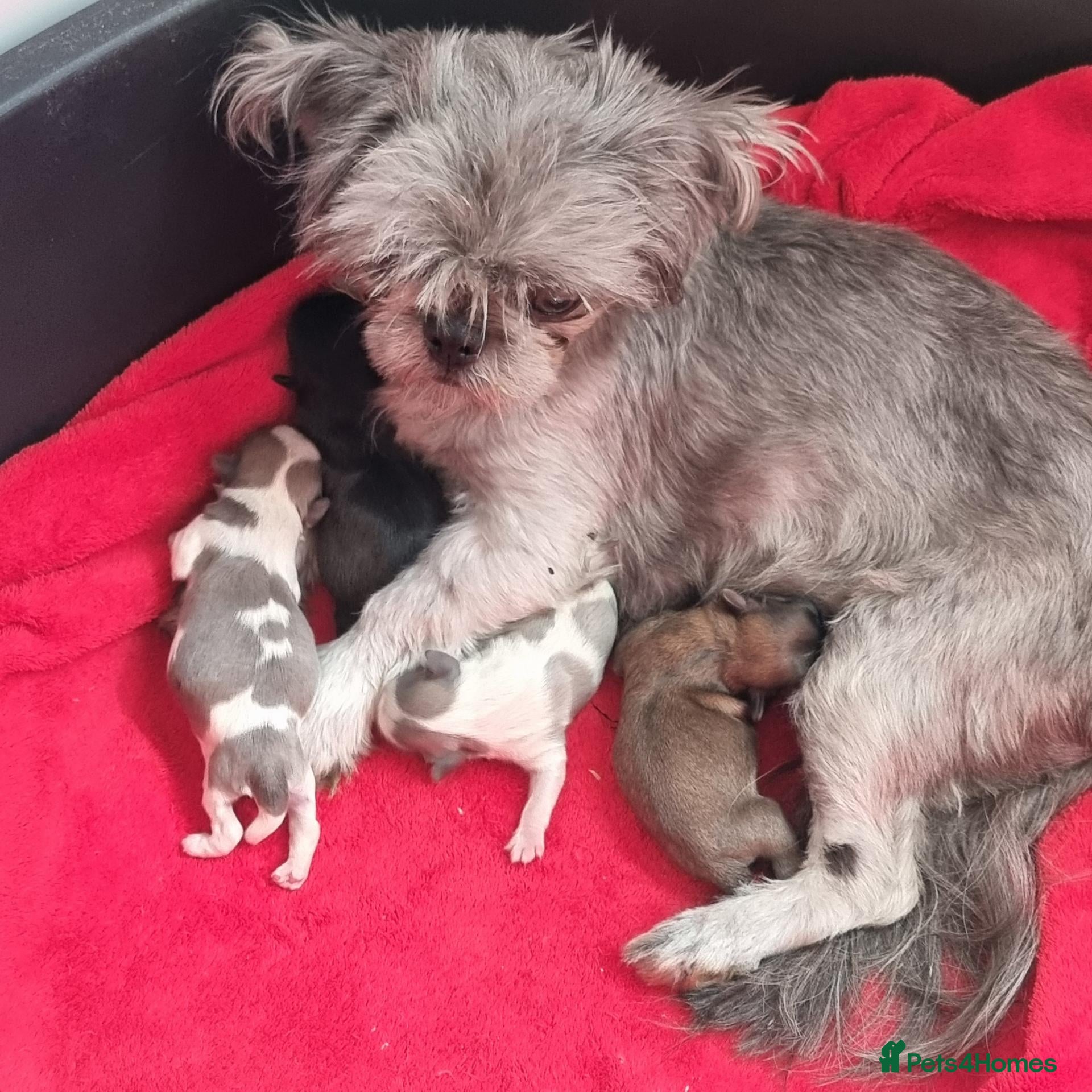 Shih Tzu dogs Kc reg Stunning tiny baby 2 boys - Advert 1