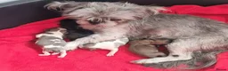 Shih Tzu dogs for sale: Kc reg Stunning tiny baby 2 boys - Advert 2