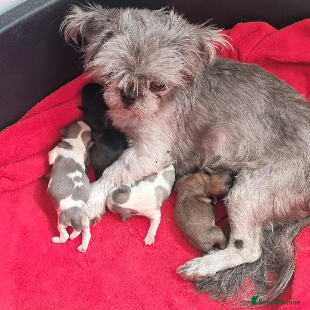 Shih Tzu dogs for sale: Kc reg Stunning tiny baby 2 boys - Advert 2