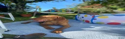 Hungarian Vizsla dogs for sale: 🐶Adorable KC Vizsla Puppies heart 💗🩵 in Machynlleth - Advert 15