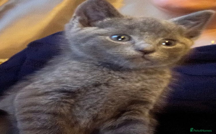 British Shorthair cats for sale - Advert 1