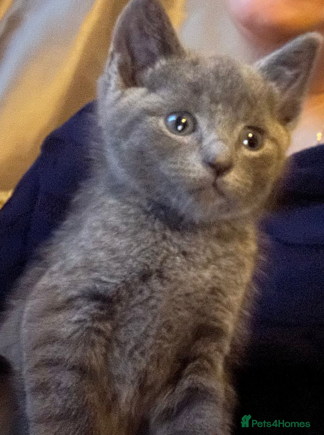 British Shorthair cats for sale: British Shorthair  - Image 1