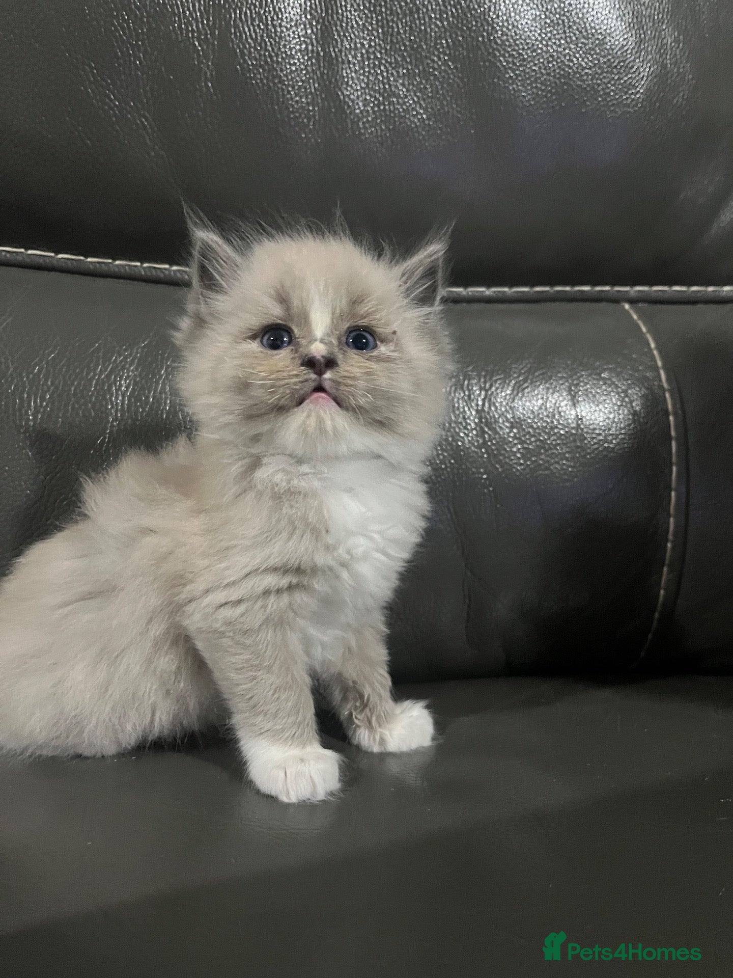Ragdoll cats Fully Registered Ragdoll Kittens  - Advert 10
