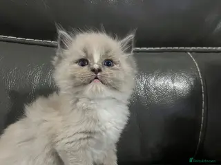 Ragdoll cats Fully Registered Ragdoll Kittens - Advert 10