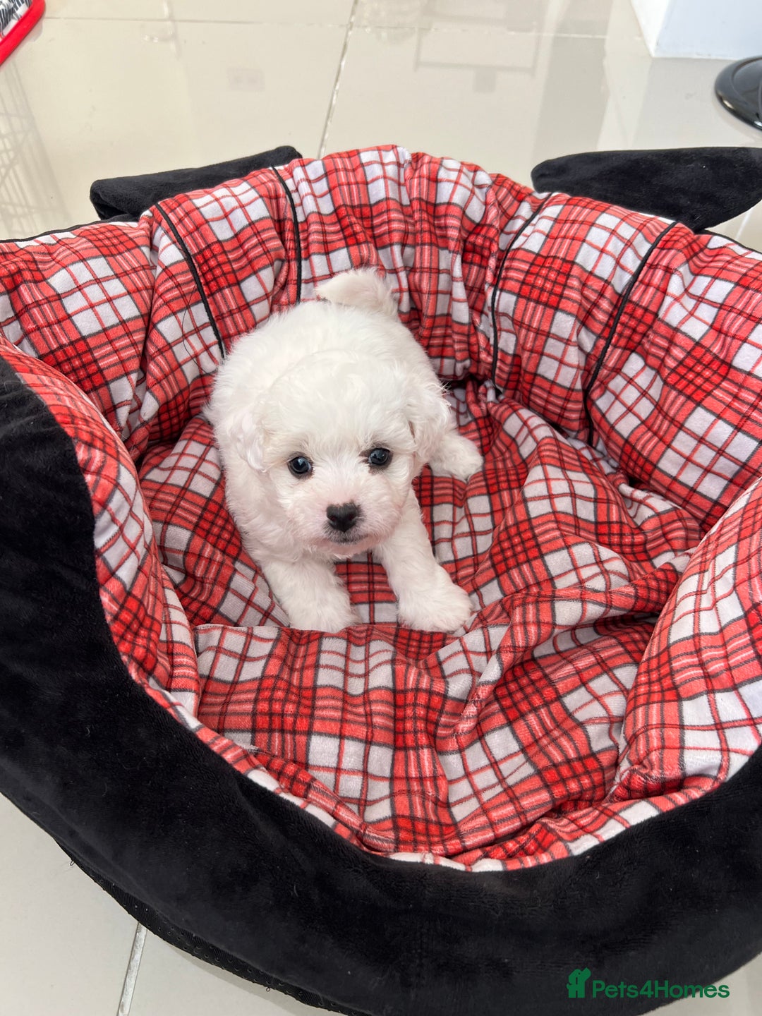 Bichon Frise dogs for sale: Pure Bichon Frise - Image 5