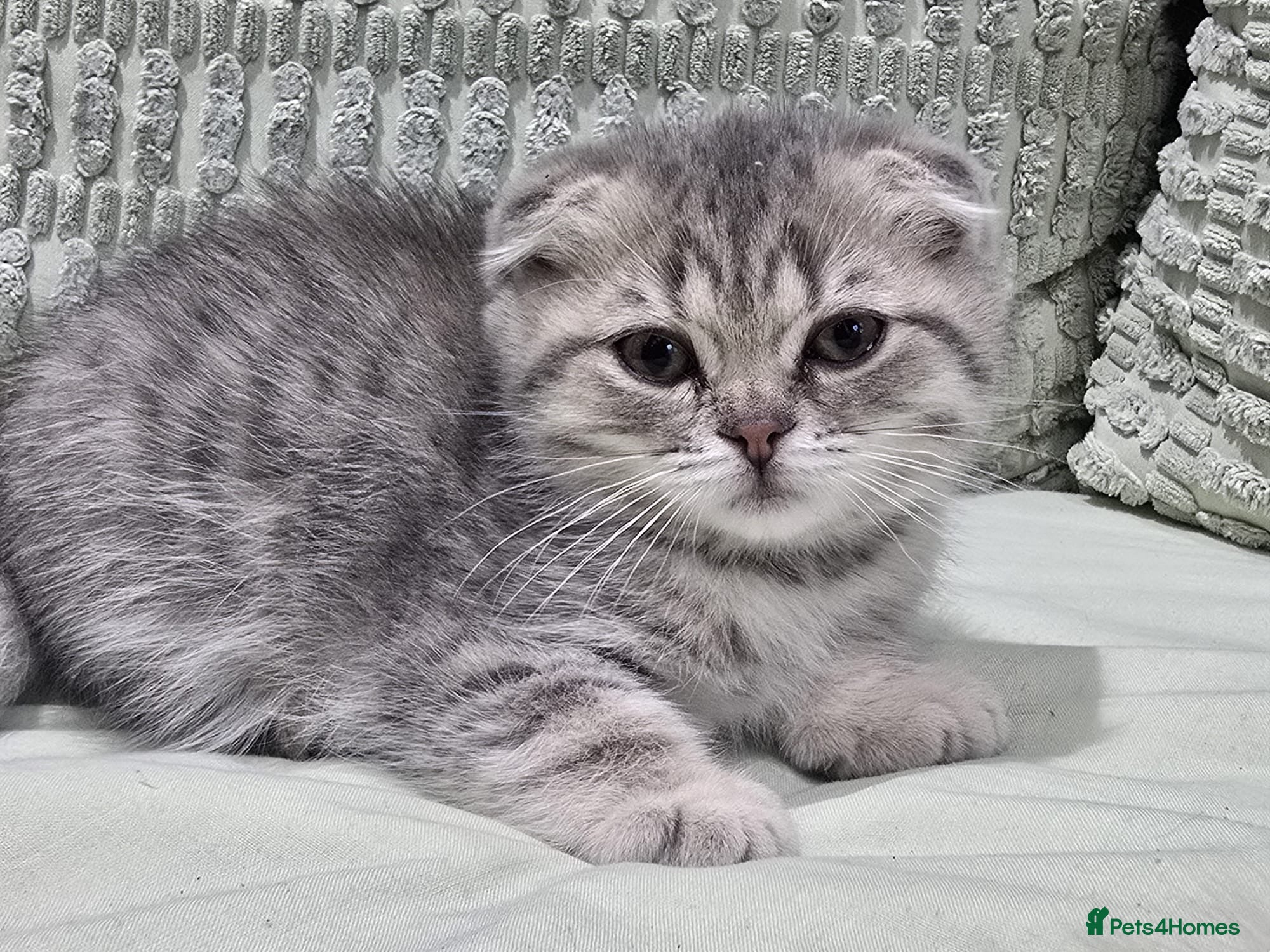 Scottish Fold cats for sale: READY SCOTTISH FOLD KITTENS (URGENT) - Advert 17