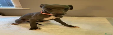 Whippet Puppy 6