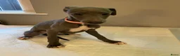 Whippet dogs for sale: Blue whippet pups  - Advert 20