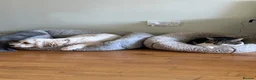 Mixed Breed cats for sale: Male Tabby for Peaceful Home  - Advert 4