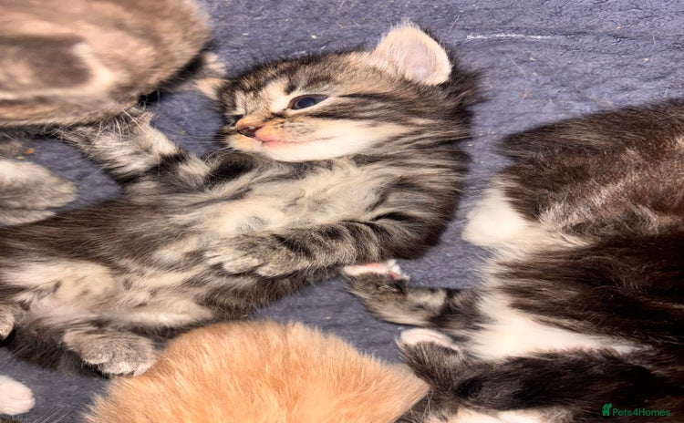 Domestic Shorthair cats - Advert 3