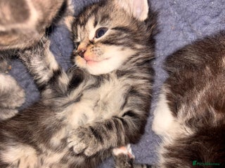 Domestic Shorthair cats - Advert 38