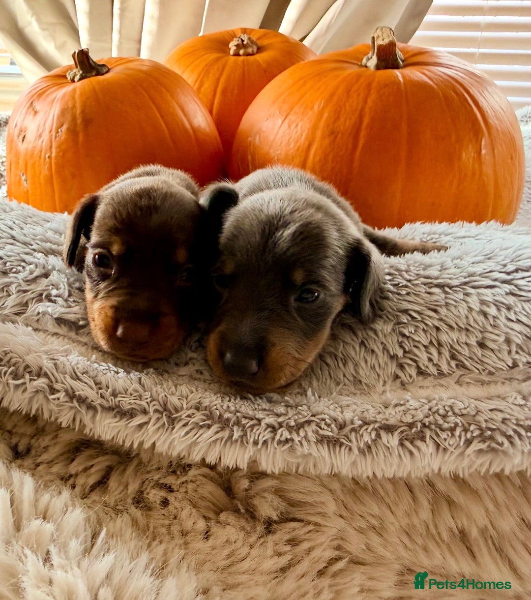 Dachshund dogs for sale: Beautiful mini dachshunds puppies  - Image 4