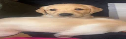Goldador dogs for sale: Golden Retriever Labrador Puppies - Advert 3