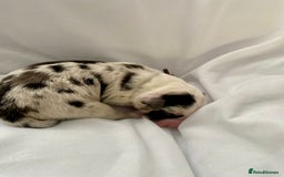 Australian Shepherd dogs for sale: Miss Julie Duckworth - Image 11