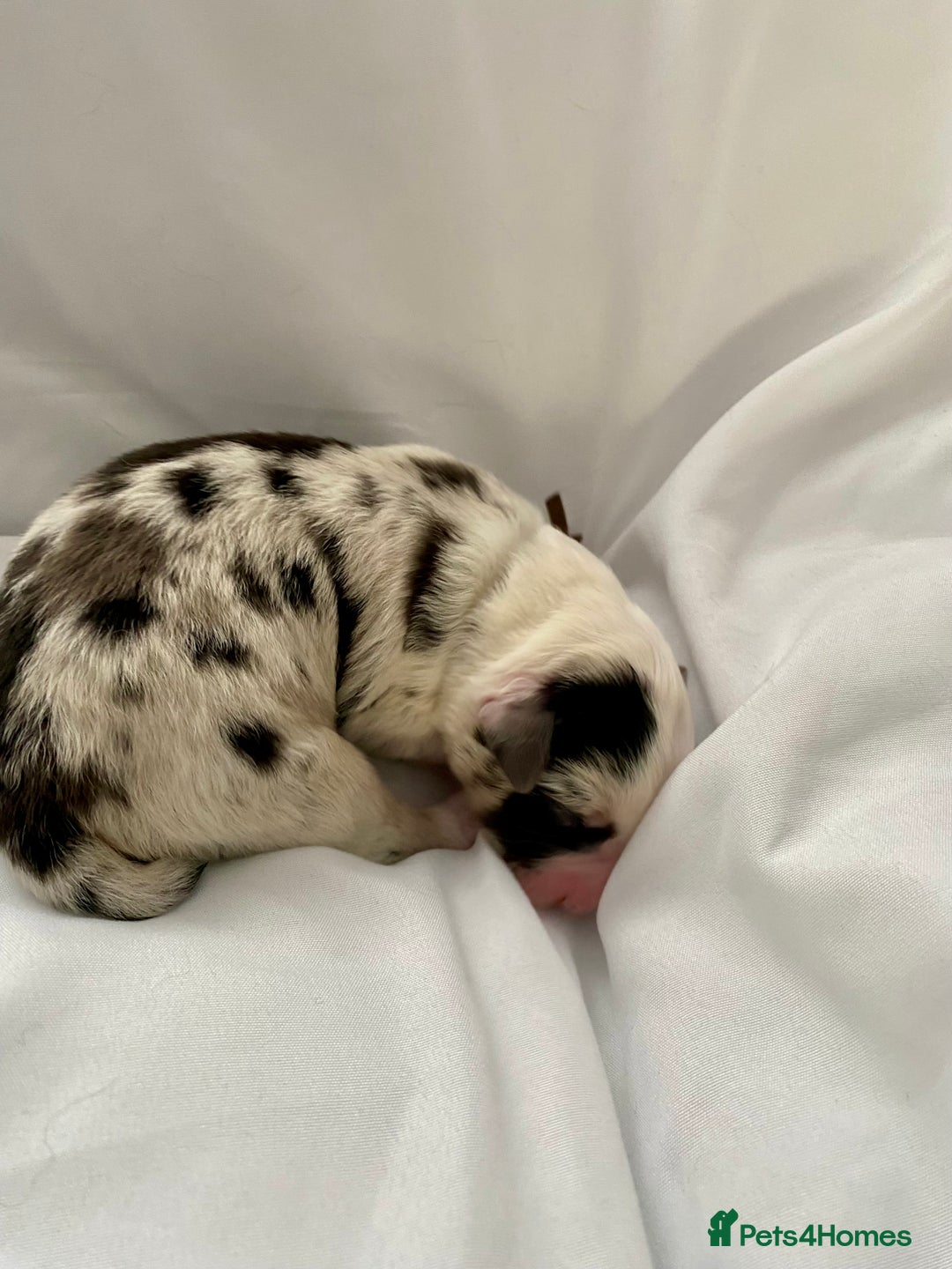Australian Shepherd dogs for sale: Miss Julie Duckworth - Image 11