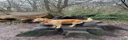 Golden Retriever dogs for sale: Beautiful golden retriever pups 🐾 in London - Advert 12
