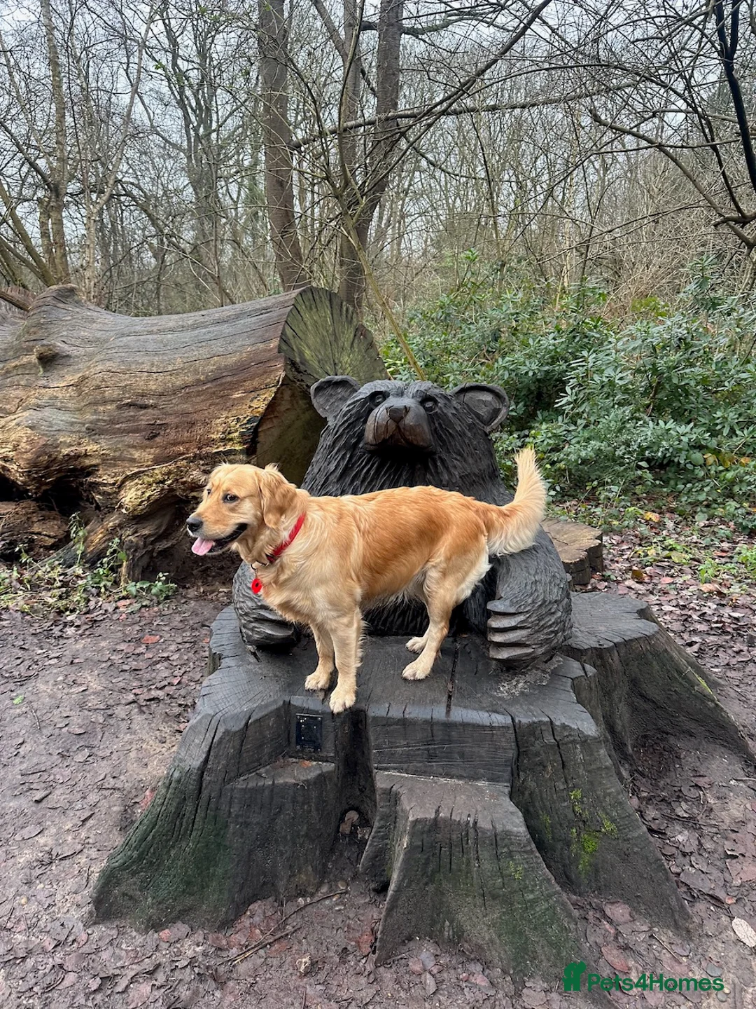 Golden Retriever dogs for sale: Beautiful golden retriever pups 🐾 in London - Advert 12