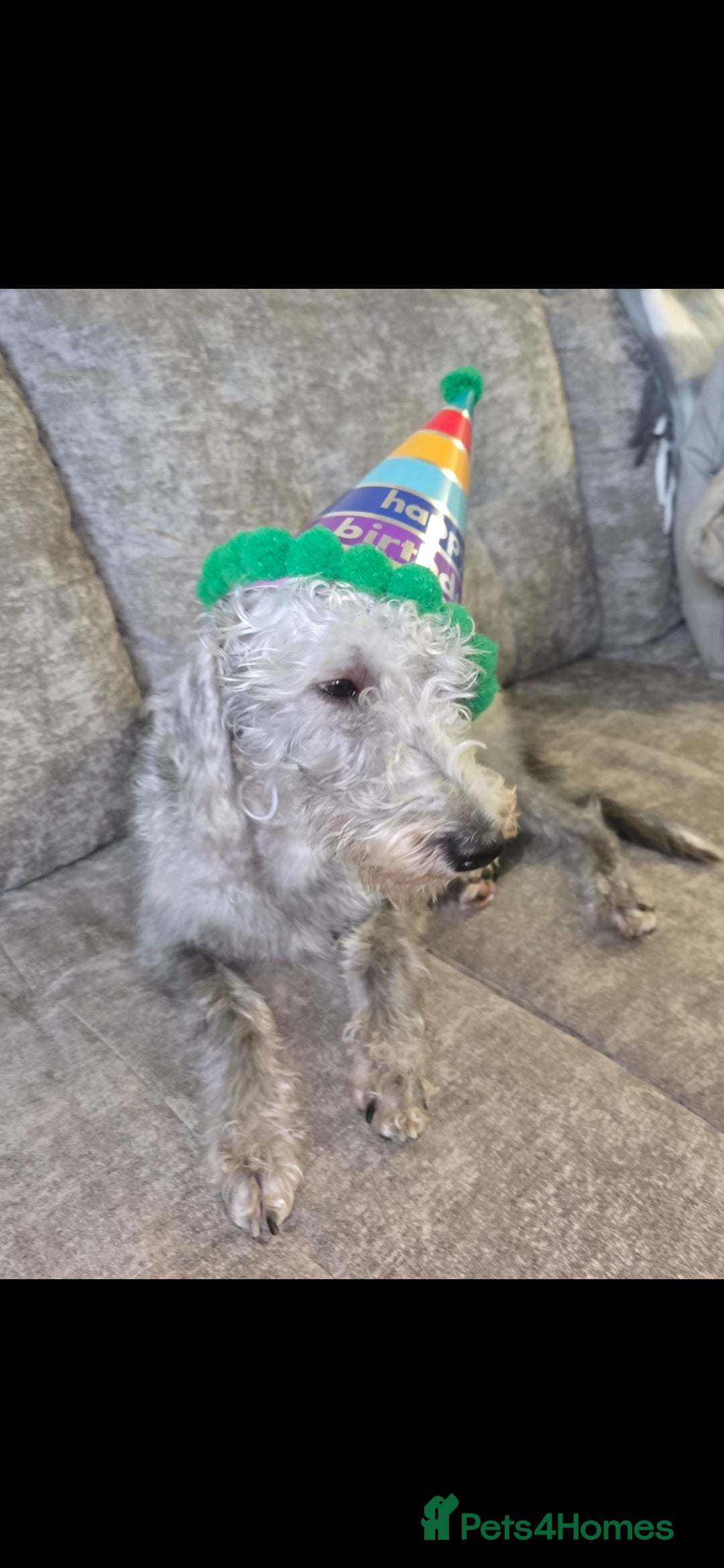 Mixed Breed dogs for sale: Beddlington whippet  - Advert 2