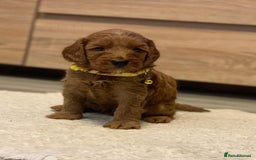 Cockapoo dogs for sale: Amazing rose cockapoos pups available  - Image 3