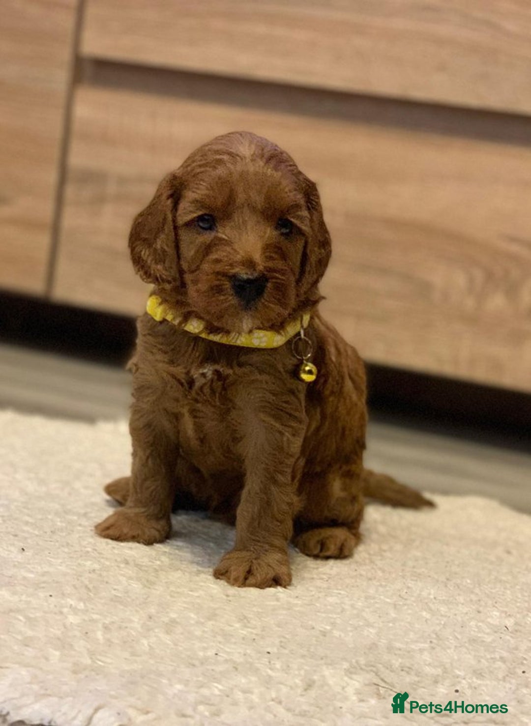 Cockapoo dogs for sale: Amazing rose cockapoos pups available  - Image 3