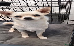 Chihuahua dogs for sale: Chihuahua Smooth Coat Cream - Image 2