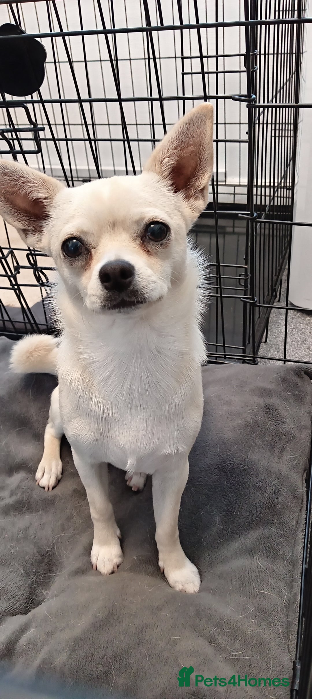 Chihuahua dogs for sale: Chihuahua Smooth Coat Cream - Image 2